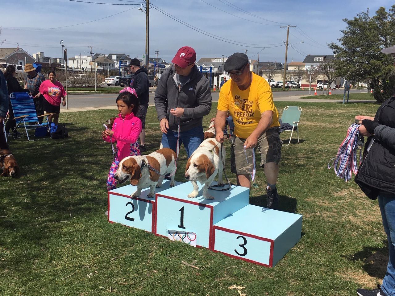 basset 11